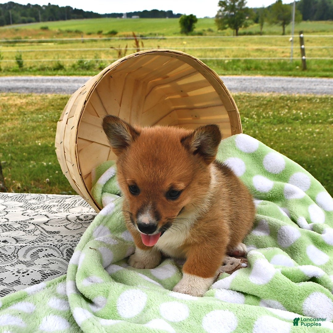 Welsh Corgi Pembroke dogs for sale: Tj - Image 6