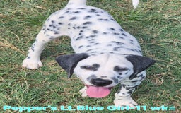 Dalmatian dogs for sale: Peppers Lt. Blue Girl - Image 5