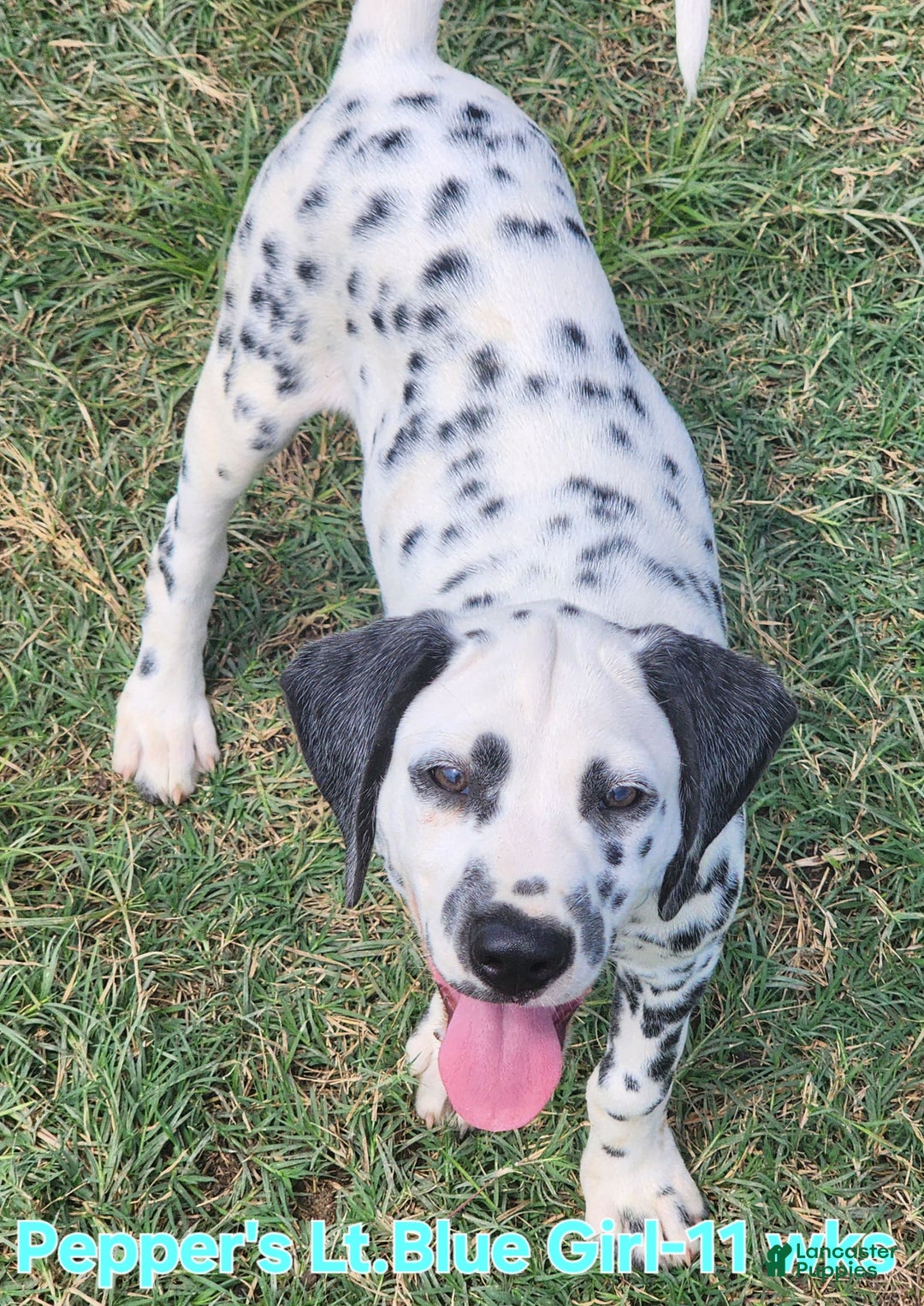Dalmatian dogs for sale: Peppers Lt. Blue Girl - Image 5