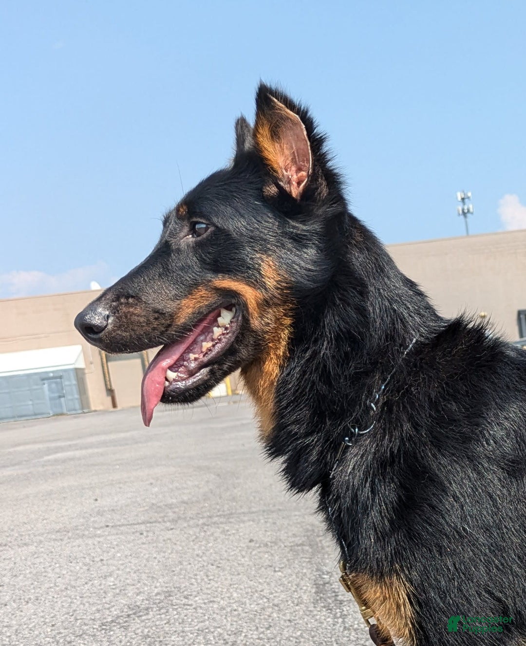 Beauceron dogs for sale: Atlas - Image 2