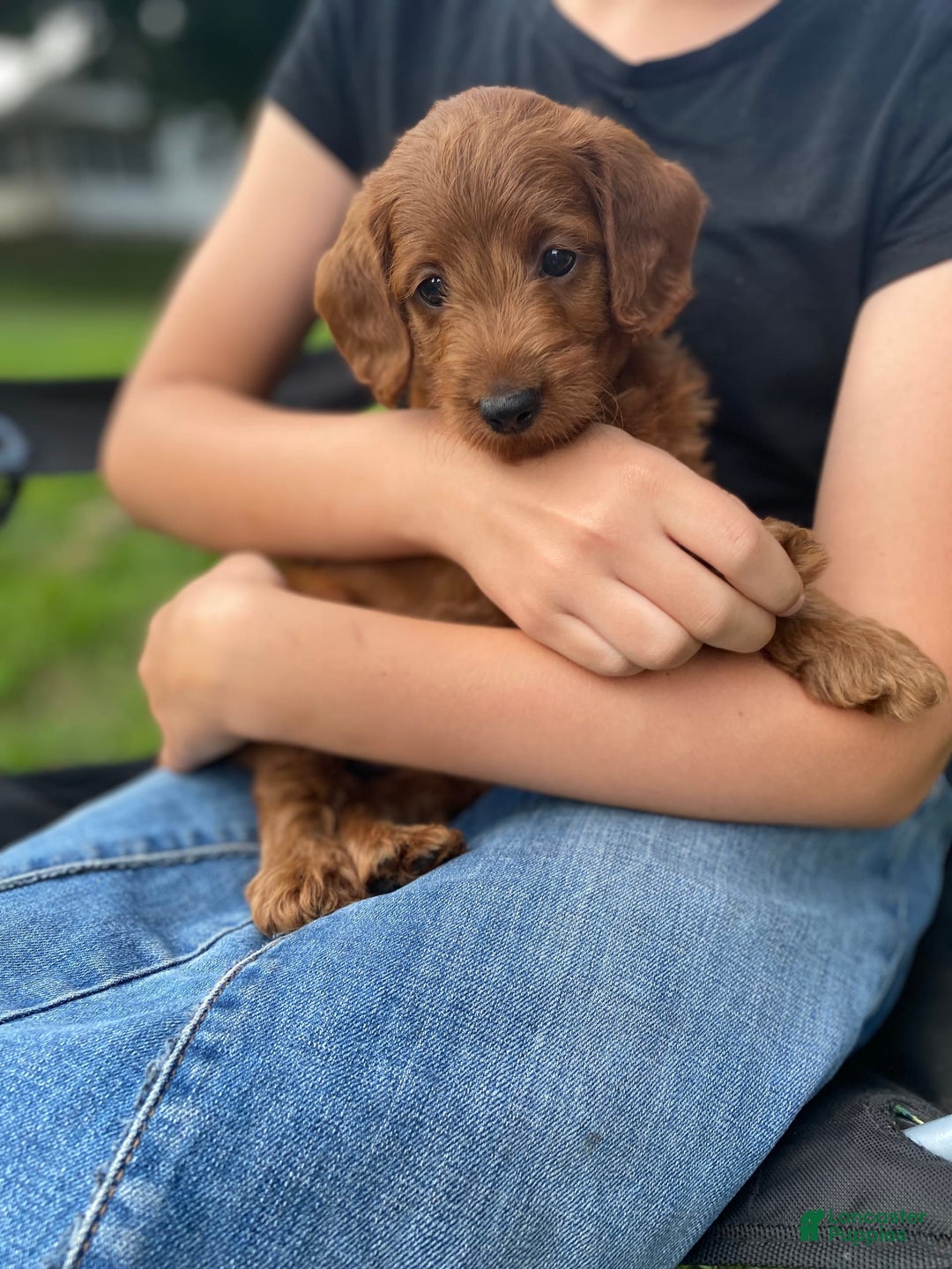  dogs for sale: Roscoe - Image 3