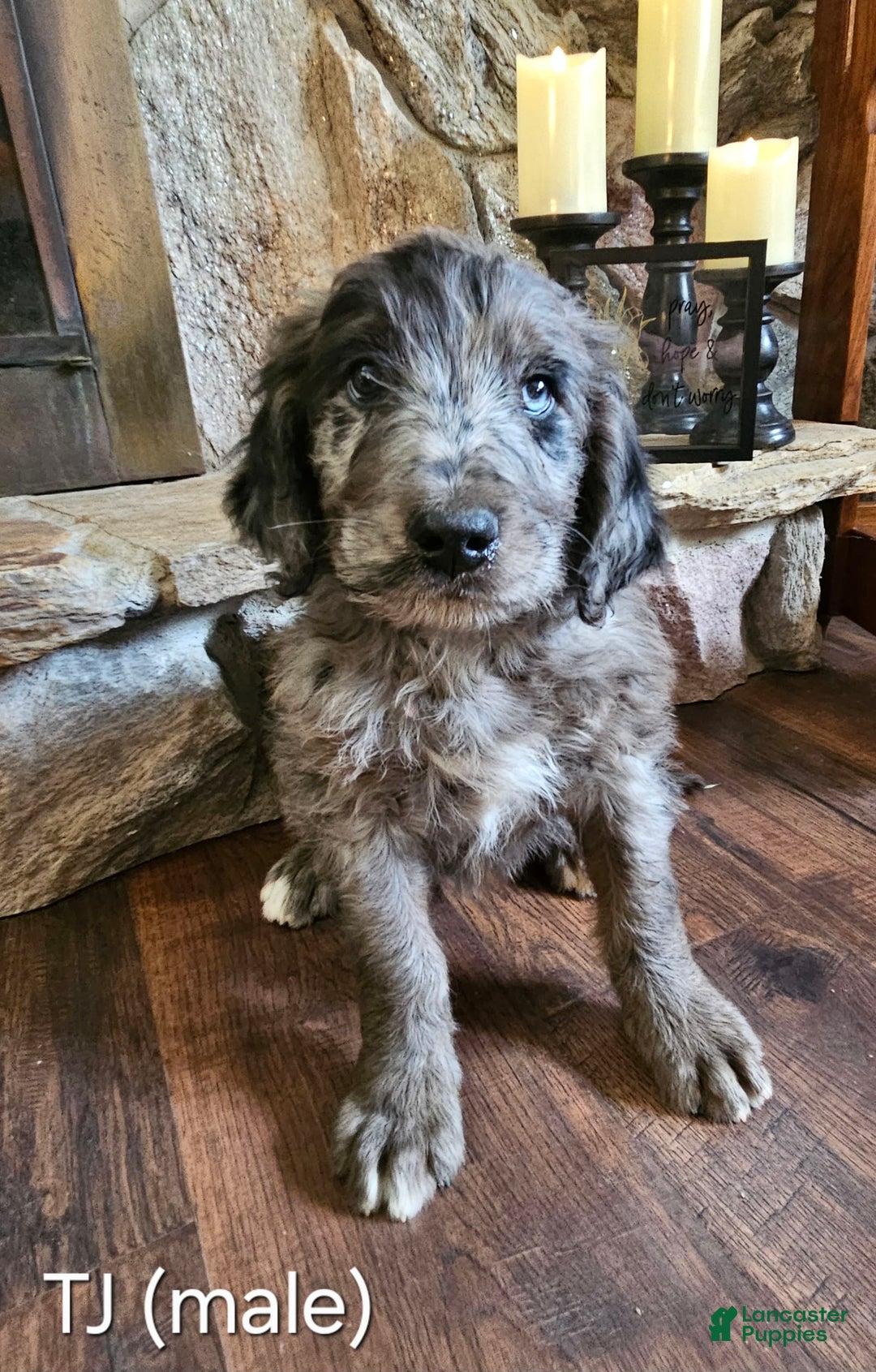 Bernedoodle dogs for sale: Tj - Image 1