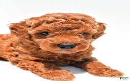 Miniature Poodle dogs for sale: Archie - Image 1