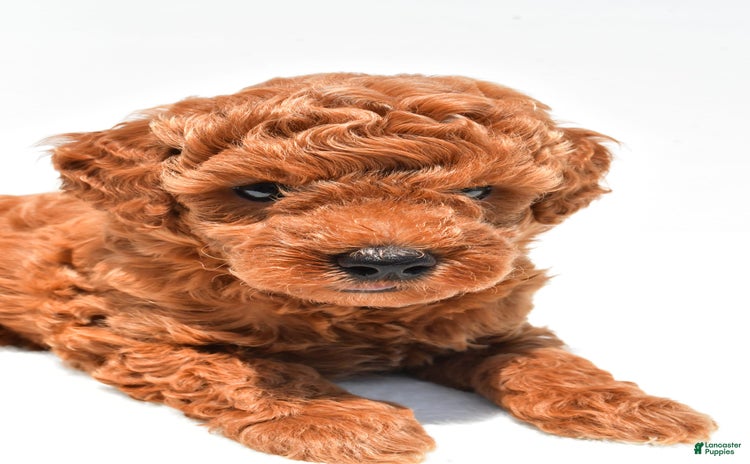 Miniature Poodle dogs for sale - Ad 4