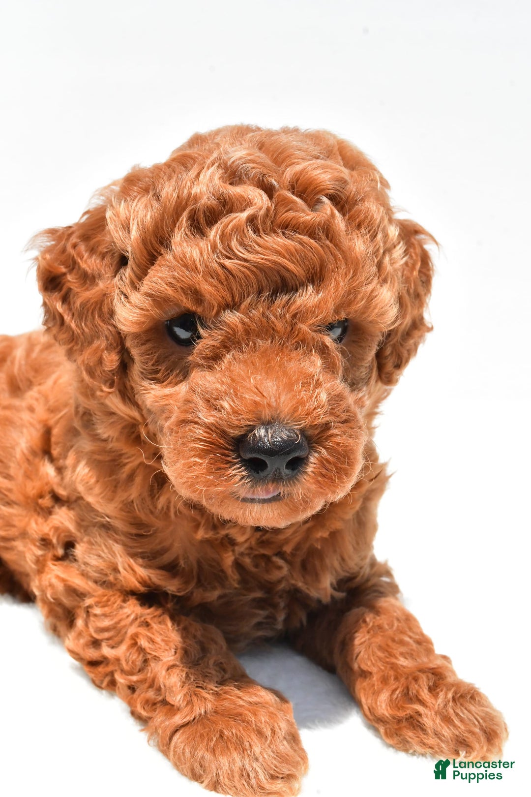 Miniature Poodle dogs for sale: Archie - Image 1