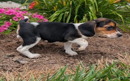 Beagle dogs for sale: Amarena - Image 5