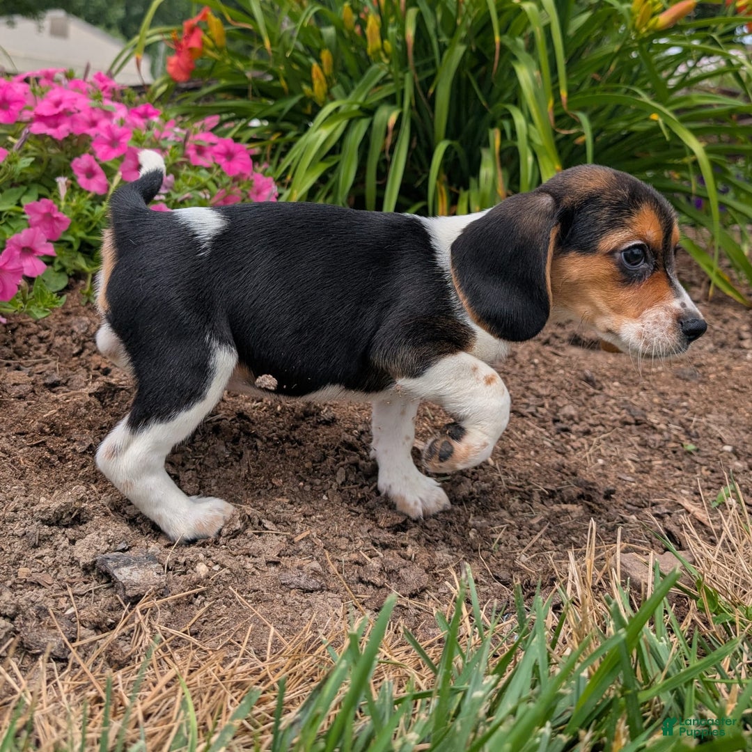 Beagle dogs for sale: Amarena - Image 5