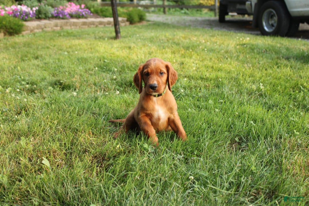 Irish Setter dogs for sale: Flash - Image 4