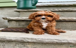 Cavapoo dogs for sale: Sunny - Image 1