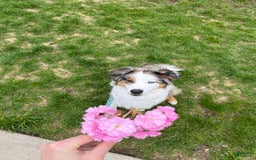 Miniature Australian Shepherd dogs for sale: Truffle - Image 12