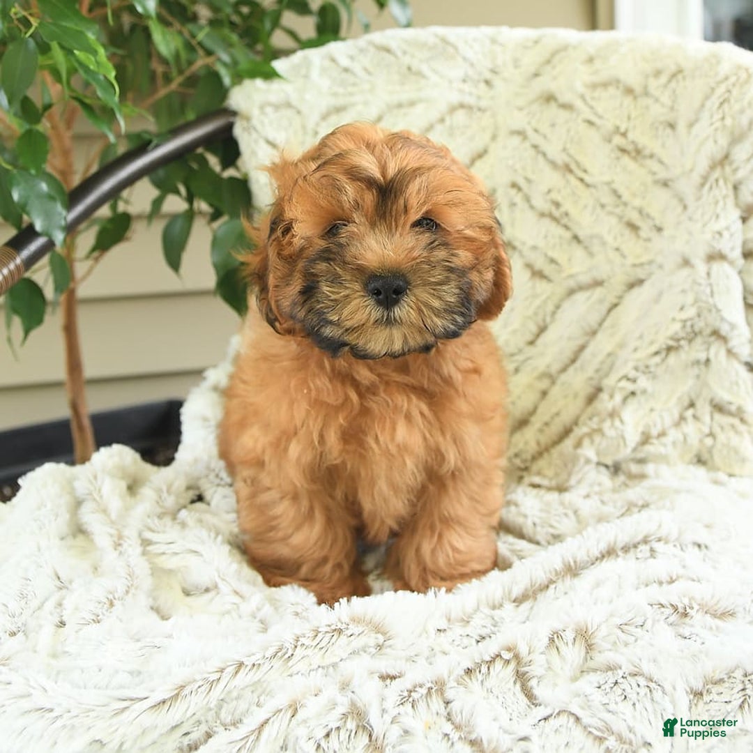 Shihpoo dogs for sale: Jasper - Image 5