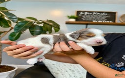 Mini Goldendoodle dogs for sale: Cora - Image 3