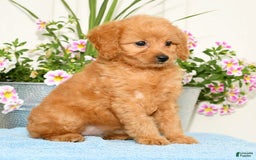 Mini Goldendoodle dogs for sale: Queenie - Image 8