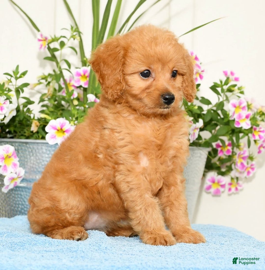 Mini Goldendoodle dogs for sale: Queenie - Image 8