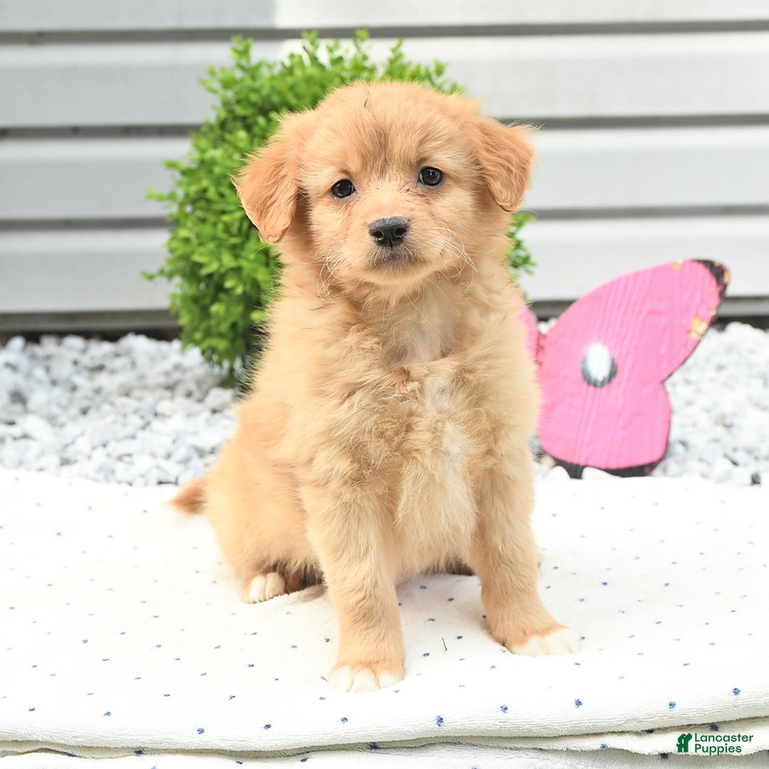 Pomeranian dogs for sale: Pomeranian 9 puppies - Image 10