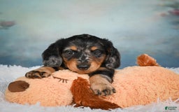 Miniature Dachshund dogs for sale: Misty - Image 5