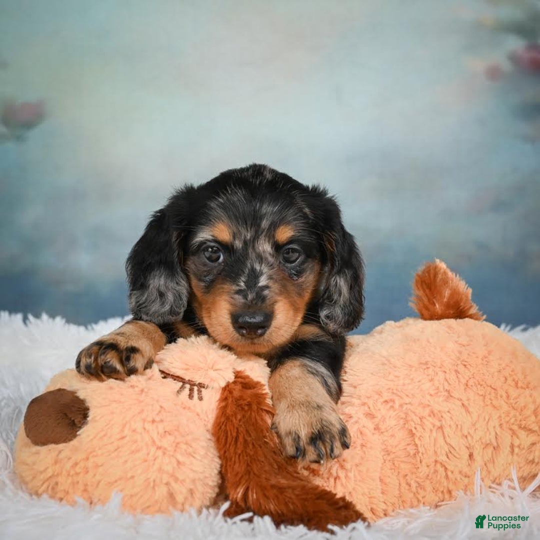 Miniature Dachshund dogs for sale: Misty - Image 5