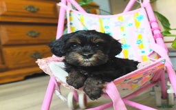 Havapoo dogs for sale: House Raised Sparkles - Image 1