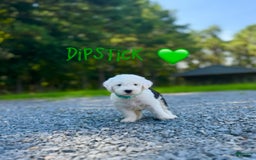 Old English Sheepdog dogs for sale: Dipstick - Image 1
