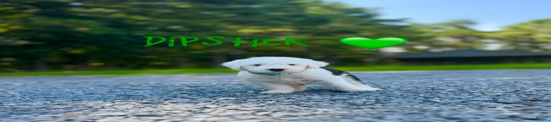 Dipstick