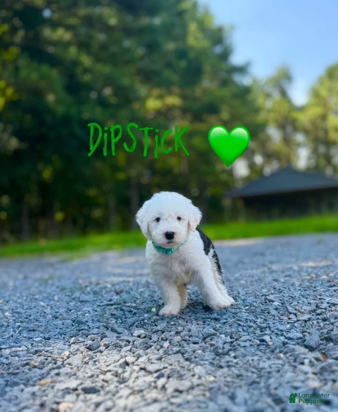 Old English Sheepdog dogs for sale: Dipstick - Image 1