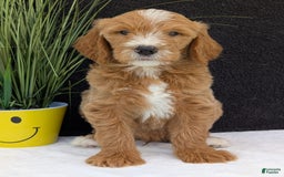 Goldendoodle dogs for sale: Parker - Image 18