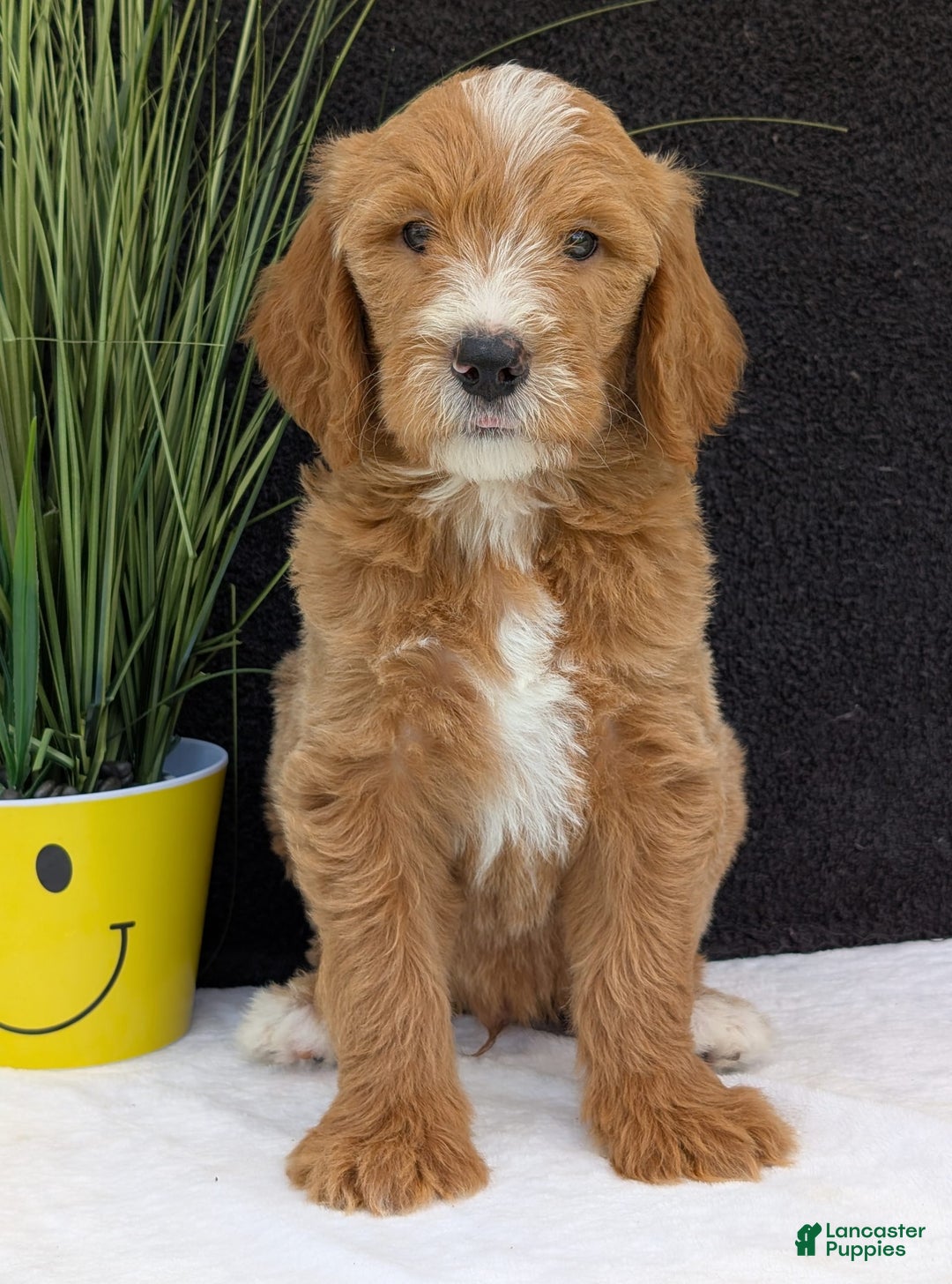 Goldendoodle dogs for sale: Parker - Image 18