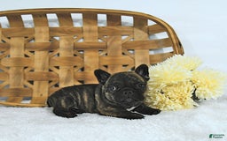 Frenchton dogs for sale: Zeke - Image 8