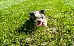 Boston Terrier dogs for sale: Lisa - Image 3