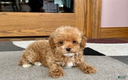 Maltipoo dogs for sale: Terry - Image 1
