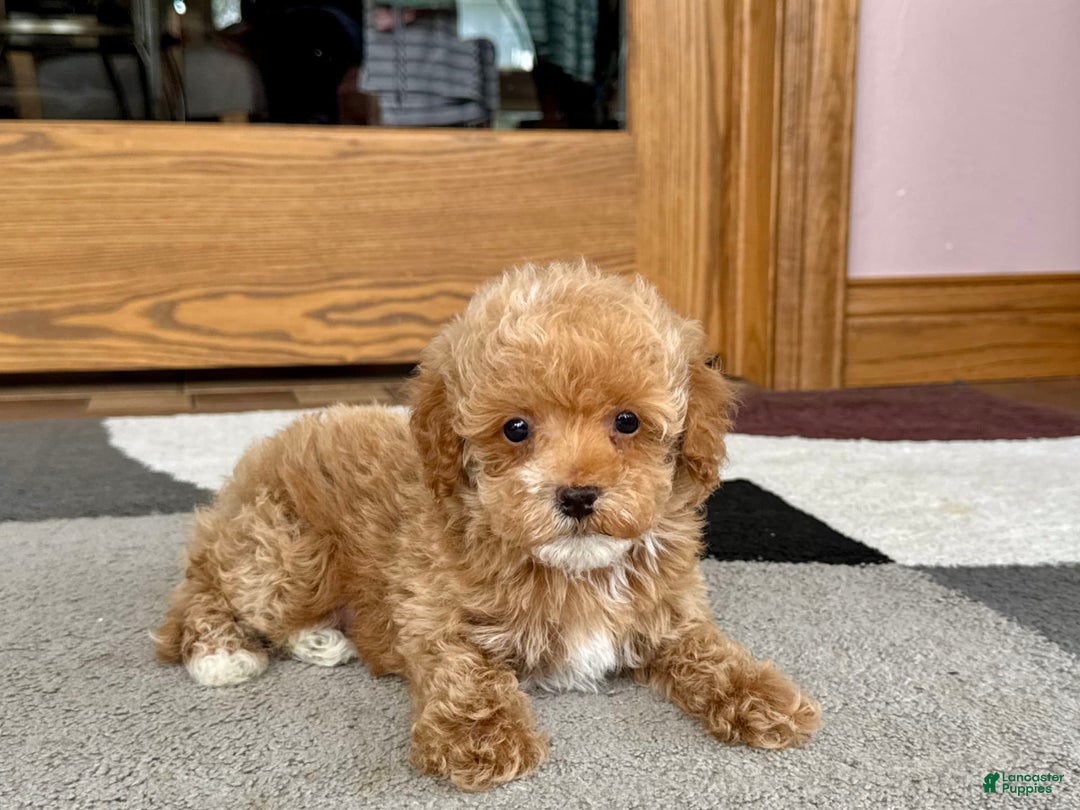 Maltipoo dogs for sale: Terry - Image 1