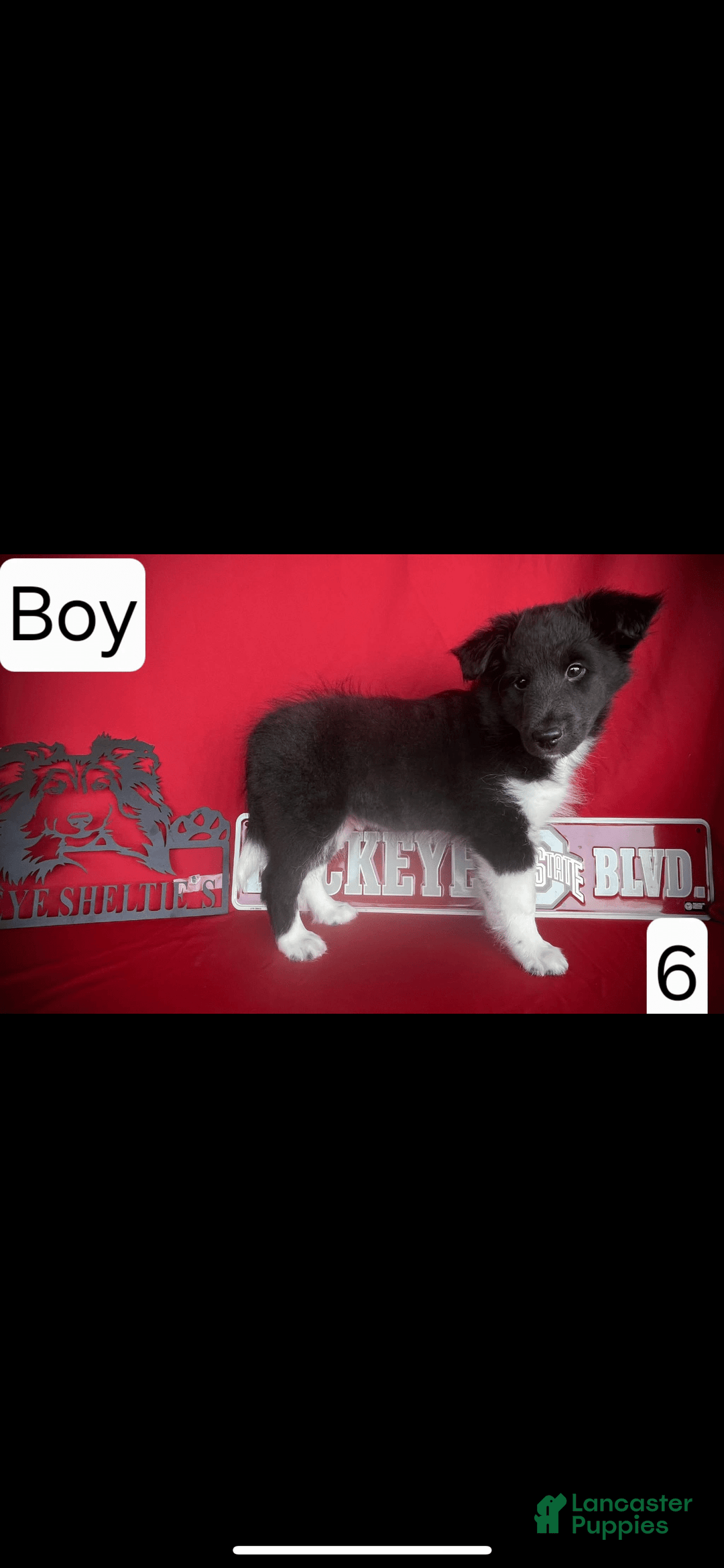 Shetland Sheepdog dogs for sale: Bi-black 6 - Image 1