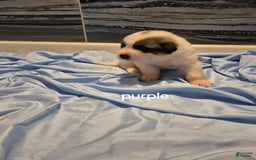 Great Pyrenees dogs for sale: Purple - Image 2