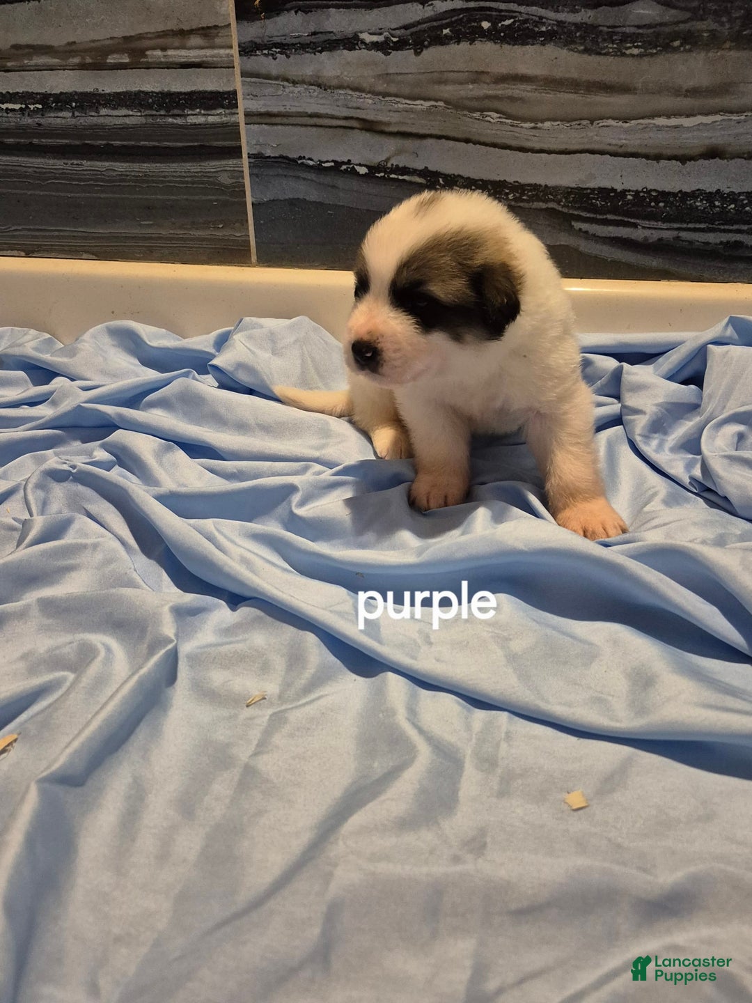 Great Pyrenees dogs for sale: Purple - Image 2