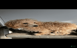 Miniature Poodle dogs for sale: Prissy - Image 3