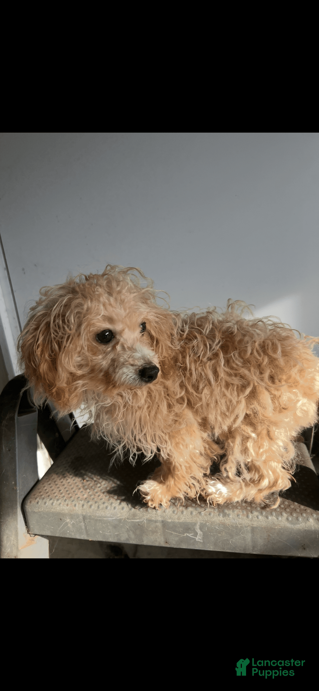 Miniature Poodle dogs for sale: Prissy - Image 3
