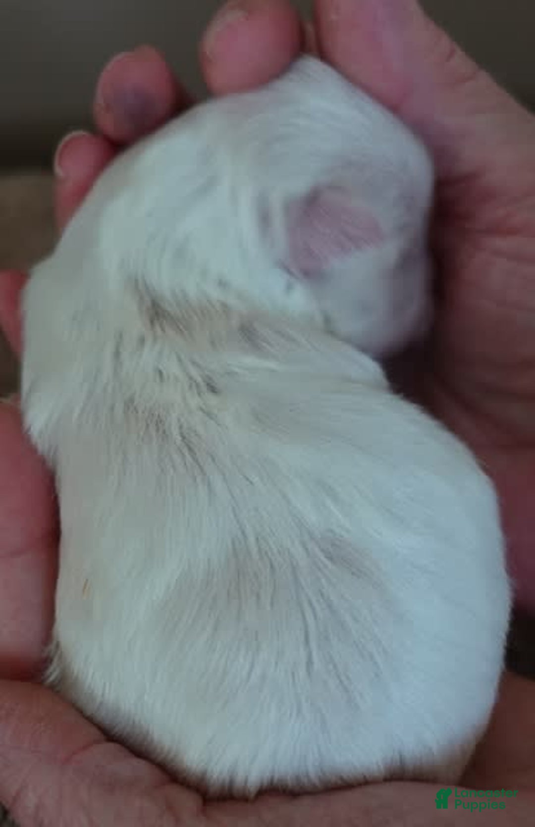 Maltese dogs for sale: Brooklyn - Image 9