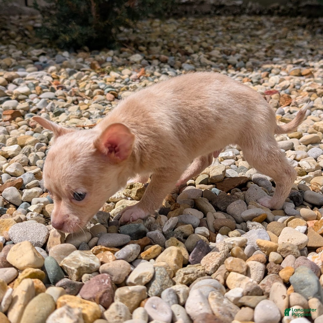 Chihuahua dogs for sale: Chihuahua 5 puppies - Image 9