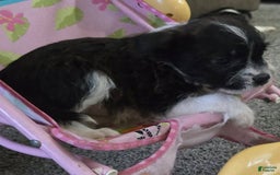 Boston Terrier dogs for sale: Mason - Image 16