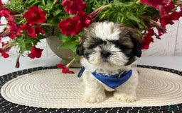 Shih Tzu dogs for sale: Freddy - Image 6
