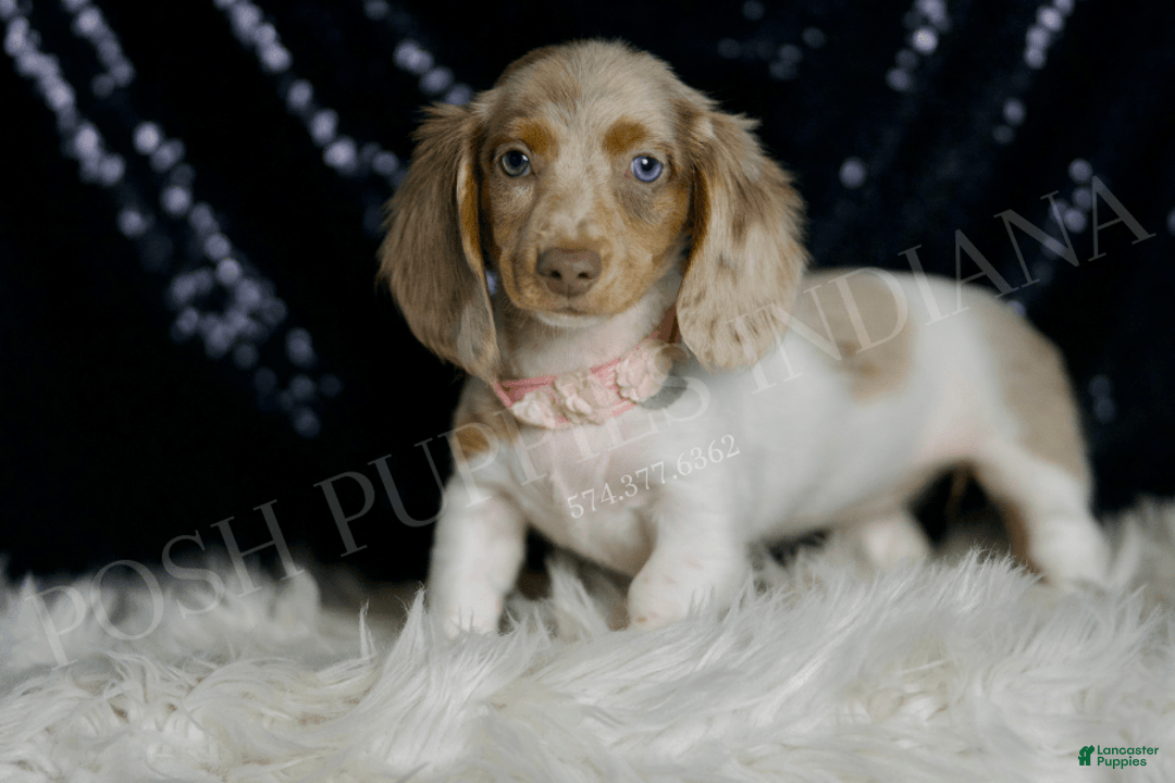 Miniature Dachshund dogs for sale: Lollipop - Image 2