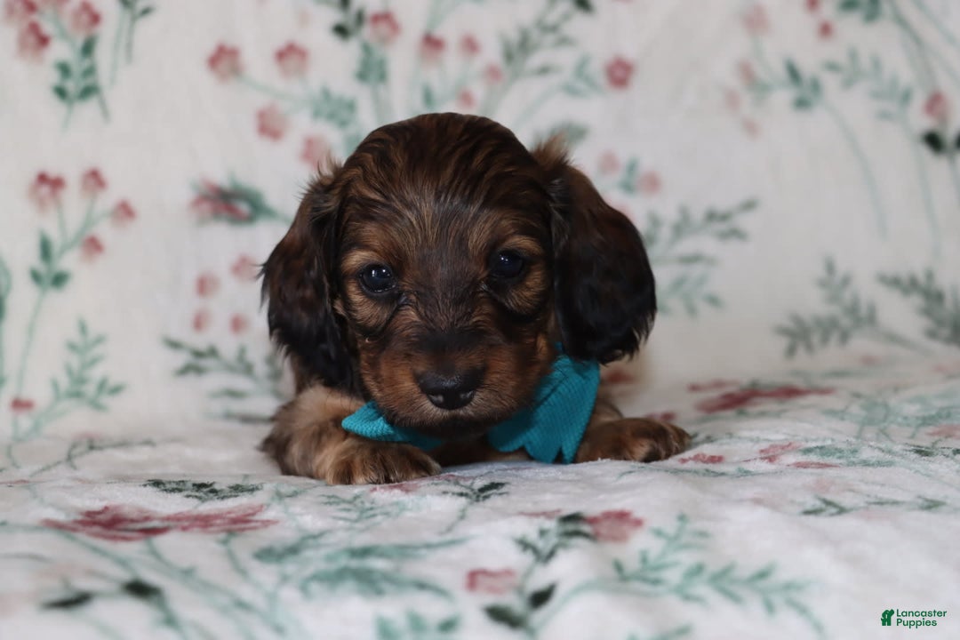 Miniature Dachshund dogs for sale: Victor - Image 3