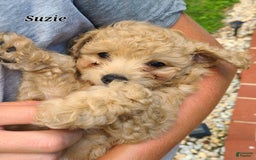 Bichpoo dogs for sale: Suzie - Image 1