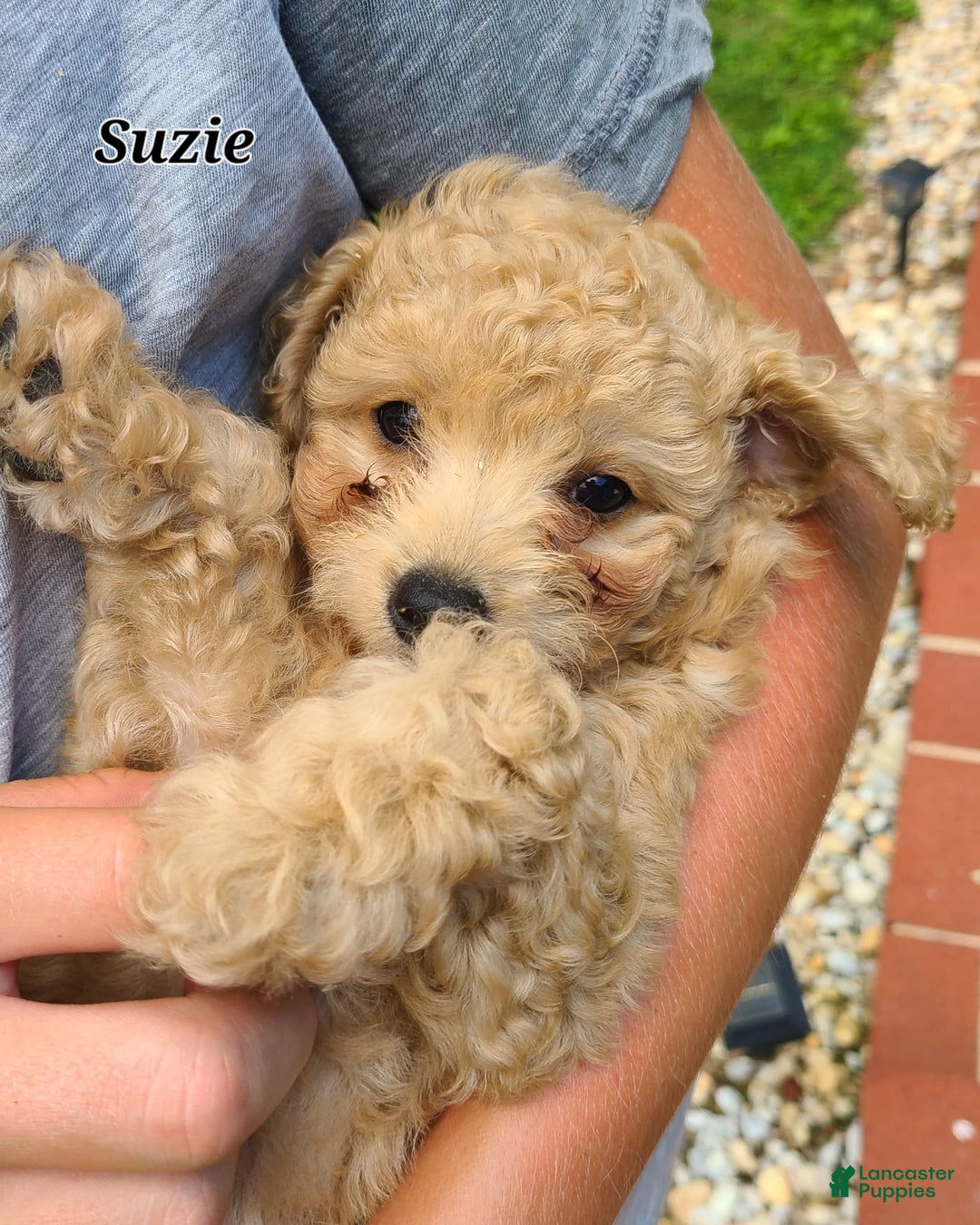 Bichpoo dogs for sale: Suzie - Image 1