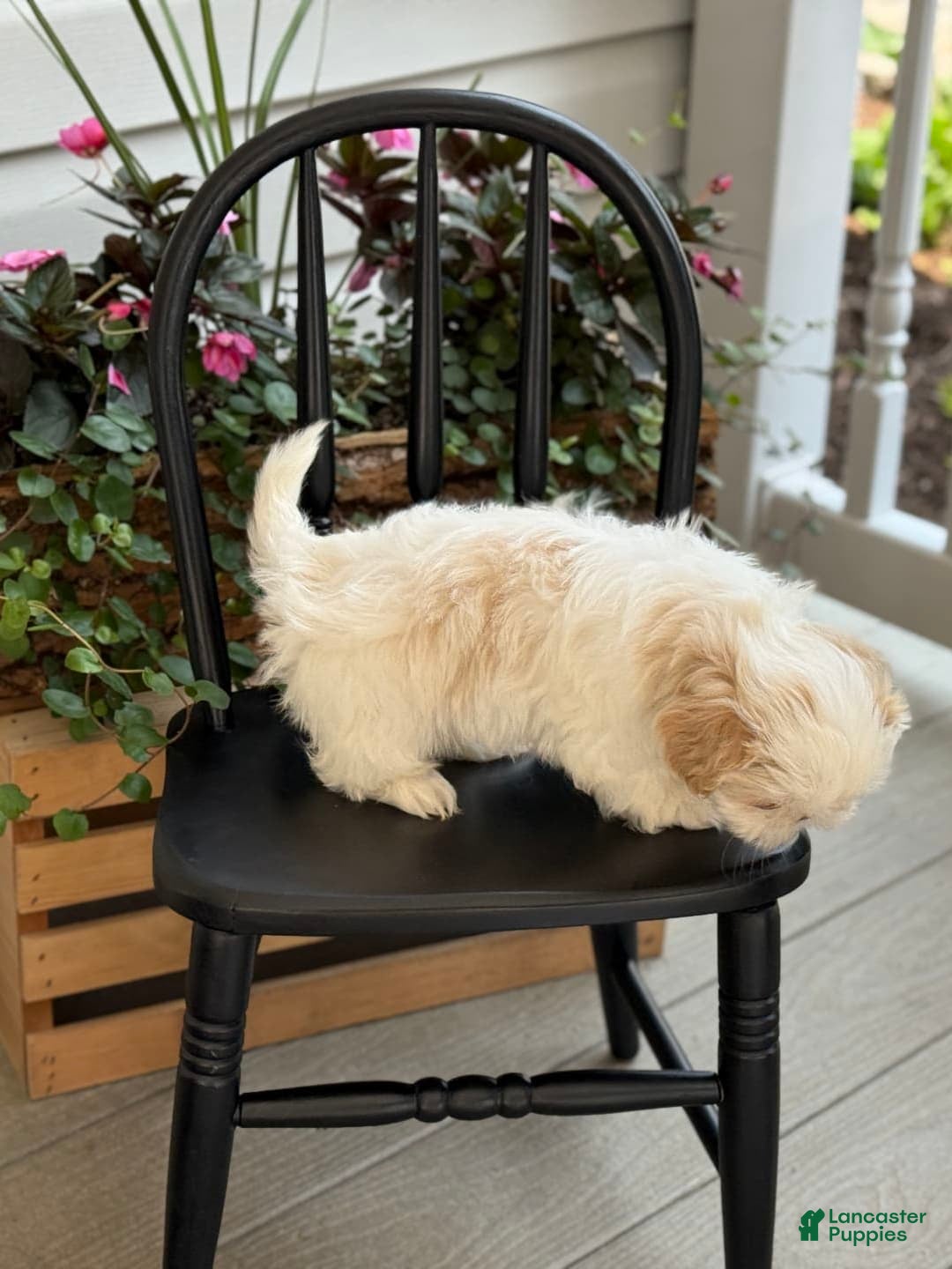 Shih Tzu dogs for sale: Larson - Image 4