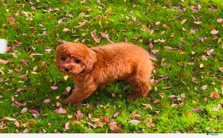 Toy Poodle dogs for sale - Ad 3