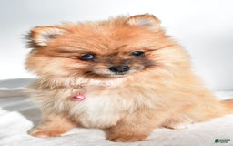 Pomeranian dogs for sale: Elisa - Image 5