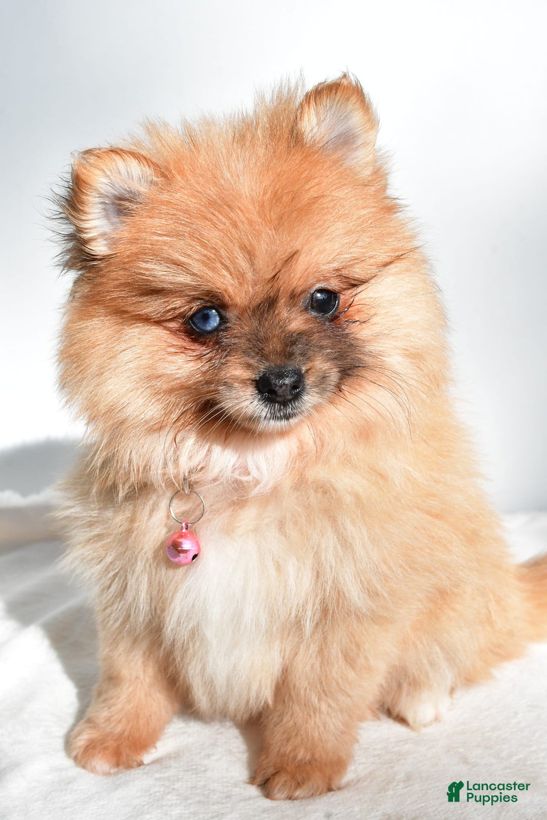 Pomeranian dogs for sale: Elisa - Image 5
