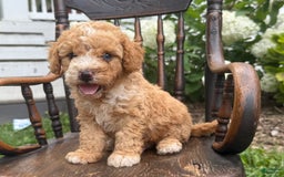Goldendoodle dogs for sale: Butterfinger - Image 9