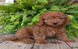 Mini Goldendoodle dogs for sale: Mini -lilly - Image 40